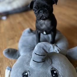 Rumba - Black female Pug puppy in Indian Trail, North Carolina from Love Pugs