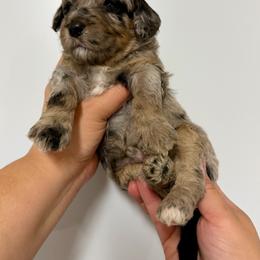 Justin - Blue merle male Bernedoodle puppy in Miami, Florida from Jade’s Paws & Co. Of Miami LLC
