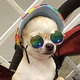 Chihuahuas from WHEELARKK CHIHUAHUAS