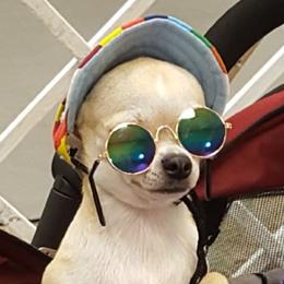 Chihuahuas from WHEELARKK CHIHUAHUAS