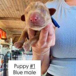 Blue Collar - Yellow male Labrador Retriever puppy in Sumerduck, Virginia from Cedar Mountain Retrievers