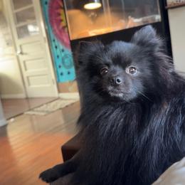 Hunnibunnies Bagheera - Black male Pomeranian puppy in Cleveland, Ohio from Hunnibunnies