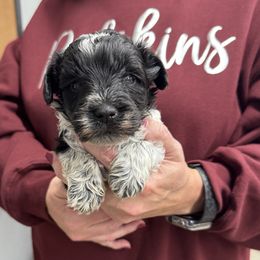 Omar- Brown collar - Parti male Miniature Schnauzer puppy in Oneonta, Alabama from Murphree Valley Kennels