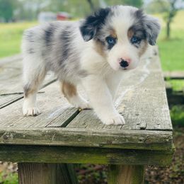 Australian Shepherd Puppies from Real McCoy Australian Shepherds