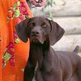 Maple - German Shorthaired Pointer