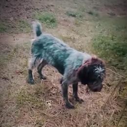 Gus - Wirehaired Pointing Griffon