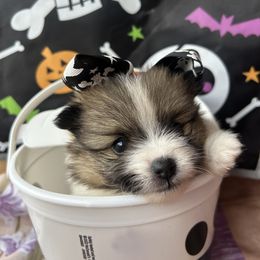 Pomeranian Puppies from Perez Pomeranians