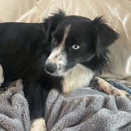 Zoie - Australian Shepherd