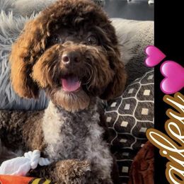 Goldendoodles from gucci_bentleys_goldendoodles
