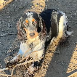 Patty - Black white and tan female English Springer Spaniel puppy in Las Vegas, Nevada from Legacy