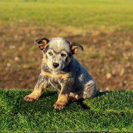 O1 4D Special Effects - Blue speckled male Australian Cattle Dog puppy in Spokane, Washington from 4D Cattle Dogs