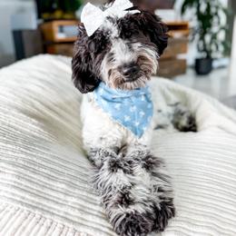 Chessy - Goldendoodle