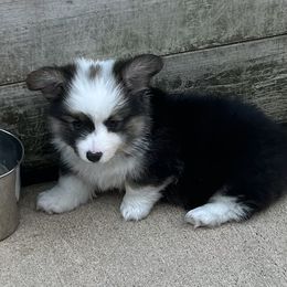Pembroke Welsh Corgi Puppies from Kalypso Corgis