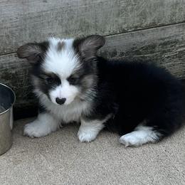 Pembroke Welsh Corgi Puppies from Kalypso Corgis