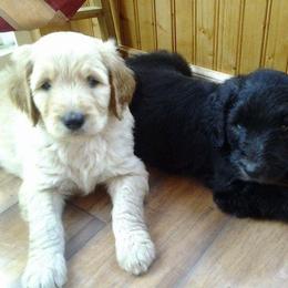 Goldendoodle Puppies from Goldhaly Peach Doodles