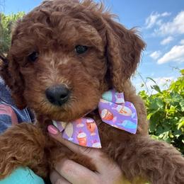 Mango - (Mango Sherbet) - Red female Bordoodle puppy in Canfield, Ohio from Poo's Doo's & Inu's