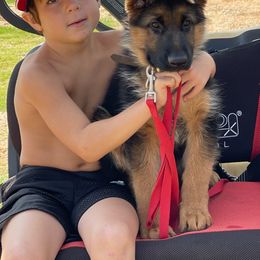German Shepherd Puppies from Von Falkenberg German Shepherds, LLC