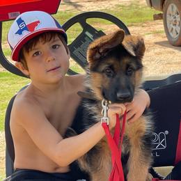 German Shepherd Puppies from Von Falkenberg German Shepherds, LLC