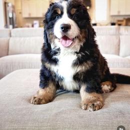 Bernese Mountain Dog Puppies from Golden Willow Puppies