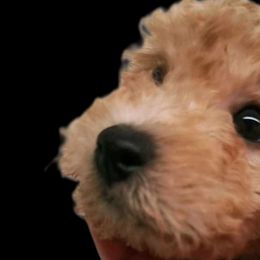 Maltipoo Puppies from Cupcake Cuties