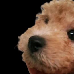 Maltipoo Puppies from Cupcake Cuties