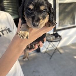 Daisy - Black and tan female Dachshund puppy in Tomball, Texas from Gutierrez House of Doxies
