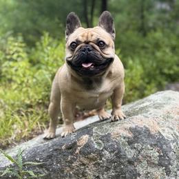 Elizabeth - French Bulldog