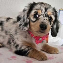 Dachshund puppies from Rita's Dachshunds