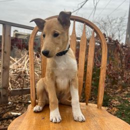 Potato - Sable male Collie puppy in Provo, Utah from Cor Collies