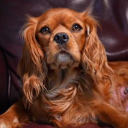 Twix - Cavalier King Charles Spaniel