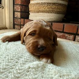 Royal - Red  male Goldendoodle puppy in Waterford, California from Alvdoodles