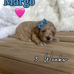 Margo - Red female Cavapoo puppy in Runaway Bay, Texas from Green Ranch Doodles
