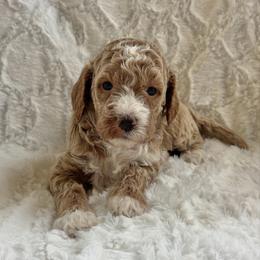 Whitaker - Apricot male Goldendoodle puppy in Somerset, Ohio from Odyssey Pups