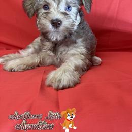 PRISSY - Brown female Schnoodle puppy in Pisgah, Alabama from Mashburns Little Munchkins