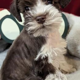 Miniature Schnauzers from Hampton's Miniature Schnauzers