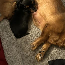 Dachshunds from Chocklett Farm Dachshund