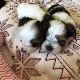 Yorkshire Terrier Puppies from Jackie Jenny’s Precious Yorkies
