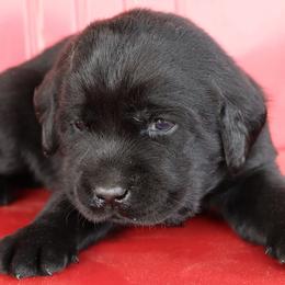 Tulsa - Black female Labrador Retriever puppy in Camden, Indiana from Prebleridge Acres