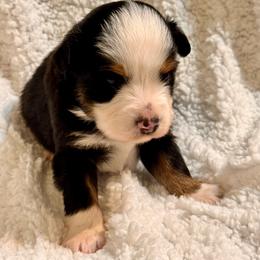 Hank - Black tri-color male Australian Shepherd puppy in Hogansville, Georgia from Blue Creek Farm