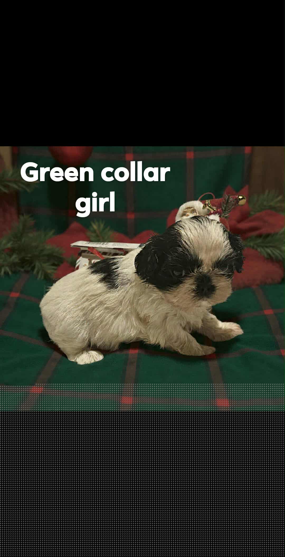 Lulu's green collar girl - Black and white female Shih Tzu puppy in Woodsfield, Ohio from ROSE LANE SHIH TZUS