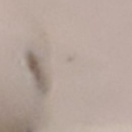 West Highland White Terriers from Duda