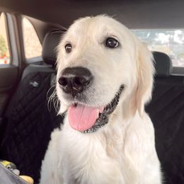Caprice - Golden Retriever