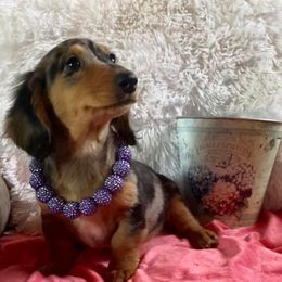 Dachshund and Miniature Schnauzer Puppies from The Bossy Doxie Farm