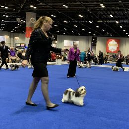 Havanese Puppies from SunWyst Havanese