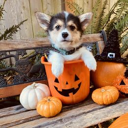 American Corgi and Pembroke Welsh Corgi Puppies from Cascadian Space Coast Corgis LLC