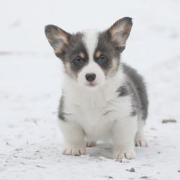 American Corgi, Cardigan Welsh Corgi, and Pembroke Welsh Corgi Puppies from Diamond Corgis