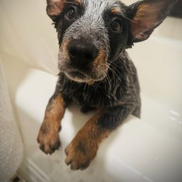 Australian Cattle Dog and Miniature Schnauzer Puppies from B & E Farms