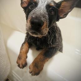 Australian Cattle Dog and Miniature Schnauzer Puppies from B & E Farms