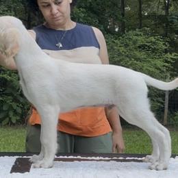 Saluki Puppies from Eisa Salukis