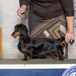 Ulysses - Dachshund